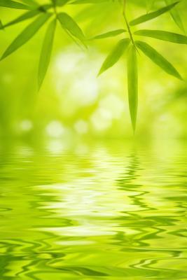 Read Online Bamboo Leaves Journal: 150 Page Lined Notebook/Diary -  file in PDF