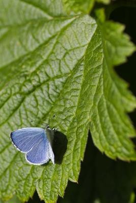 Full Download Holly Blue Butterfly on Green Leaf Journal (Celastrina Argiolus): 150 Page Lined Notebook/Diary -  | ePub