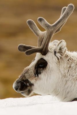 Full Download A Reindeer Up Close Journal: 150 Page Lined Notebook/Diary -  file in ePub