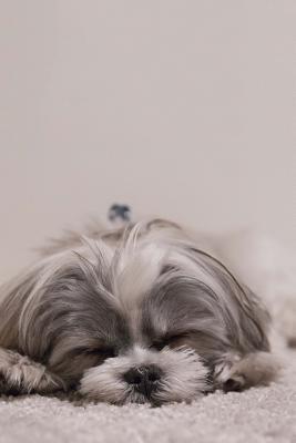Full Download Such a Cute Snoozing Shih Tzu Puppy Dog Journal: 150 Page Lined Notebook/Diary -  | PDF