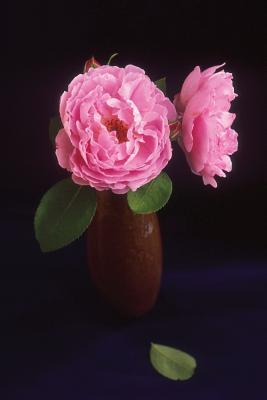 Full Download Floral Journal Pretty Pink Roses Bloom: (Notebook, Diary, Blank Book) -  file in PDF