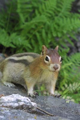 Full Download Golden-Mantled Ground Squirrel Jasper National Park Alberta Canada Journal: 150 Page Lined Notebook/Diary -  file in ePub
