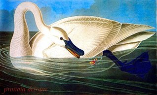 Download Counted Cross Stitch Pattern: Trumpeter Swan Bird by John James Audubon - PROFESSIONALLY EDITED Image (Audubon Bird Series) - Pronoia Designs | PDF