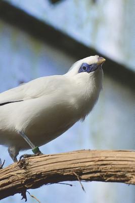 Read Online White Bali Mynah Birds Journal: 150 Page Lined Notebook/Diary -  | PDF