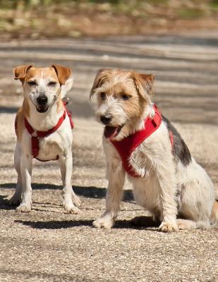 Read Notebook: Terrier friends cute dog dogs race play friendship Jack Russell terriers puppy puppies -  | ePub