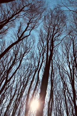 Read Follow me into the woods Sketch Book: Blank Lined Journal -  file in ePub