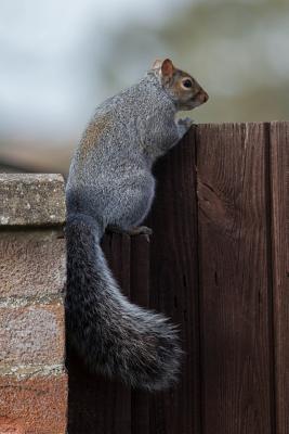 Read Gray Squirrel Looking Over the Fence Animal Journal: 150 Page Lined Notebook/Diary -  | PDF