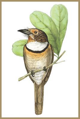 Download Notebook Striped Puff Bird: Blank journal. 150 pages, 15.24 x 22.86 cm (6x9 inch) Soft cover - 3jt Publishing | ePub